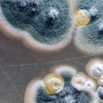 fungus-istock-1151202053-1-990204-1624295096
